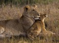 Löwe Baby mit Mutter